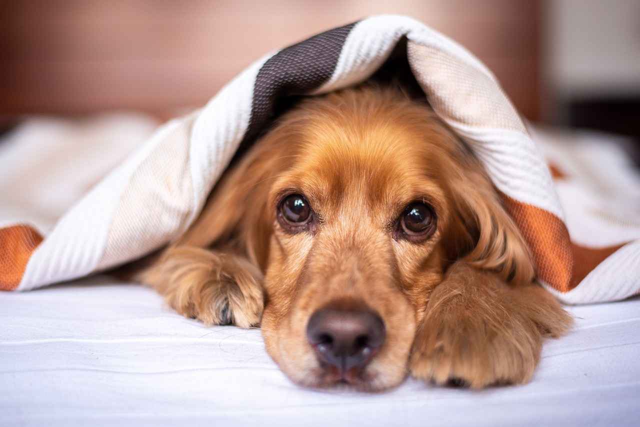 Top Features to Look for in Extra Large Dog Beds