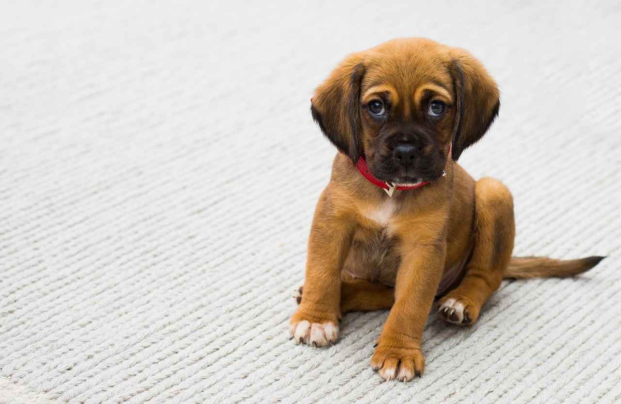 Where to Find Discounts on Large Dog Beds