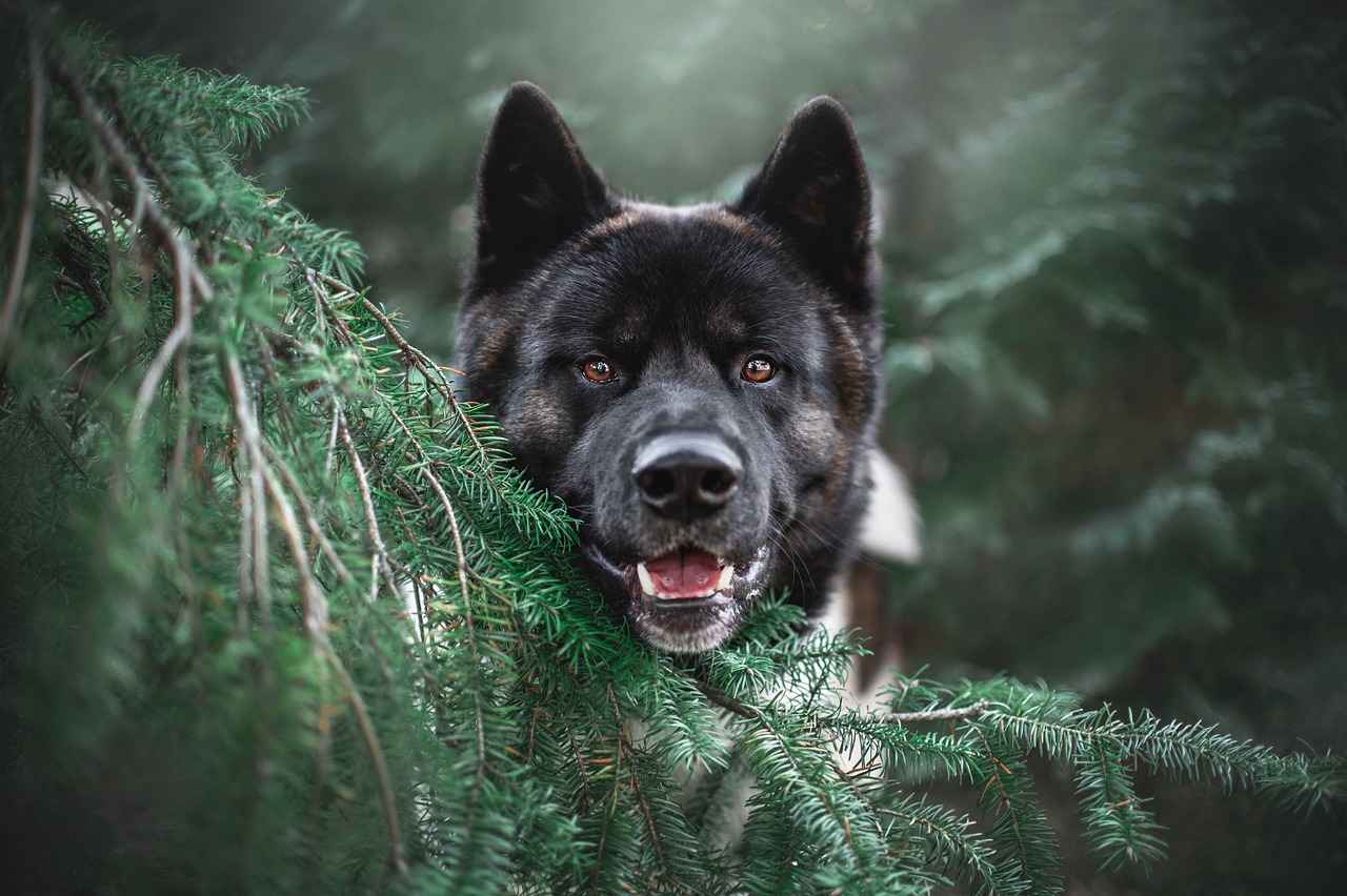 Where to Buy LLBean Dog Beds