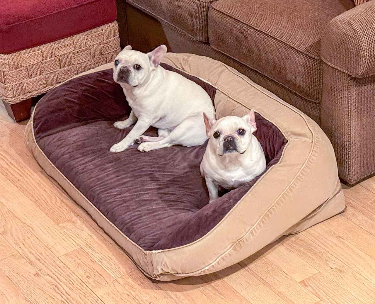 Benefits of Orthopedic Dog Beds