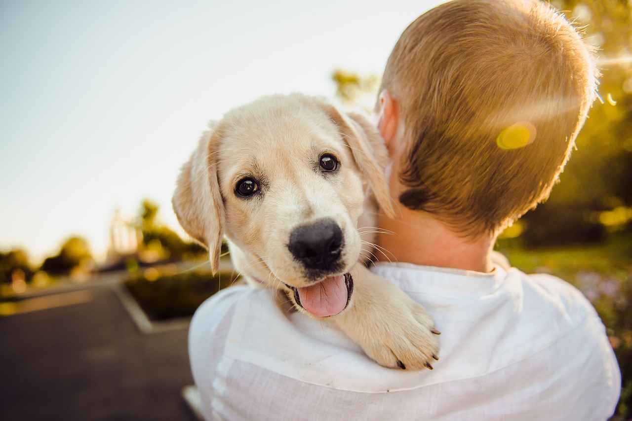 Choosing the Right Raised Dog Bed for Your Pet