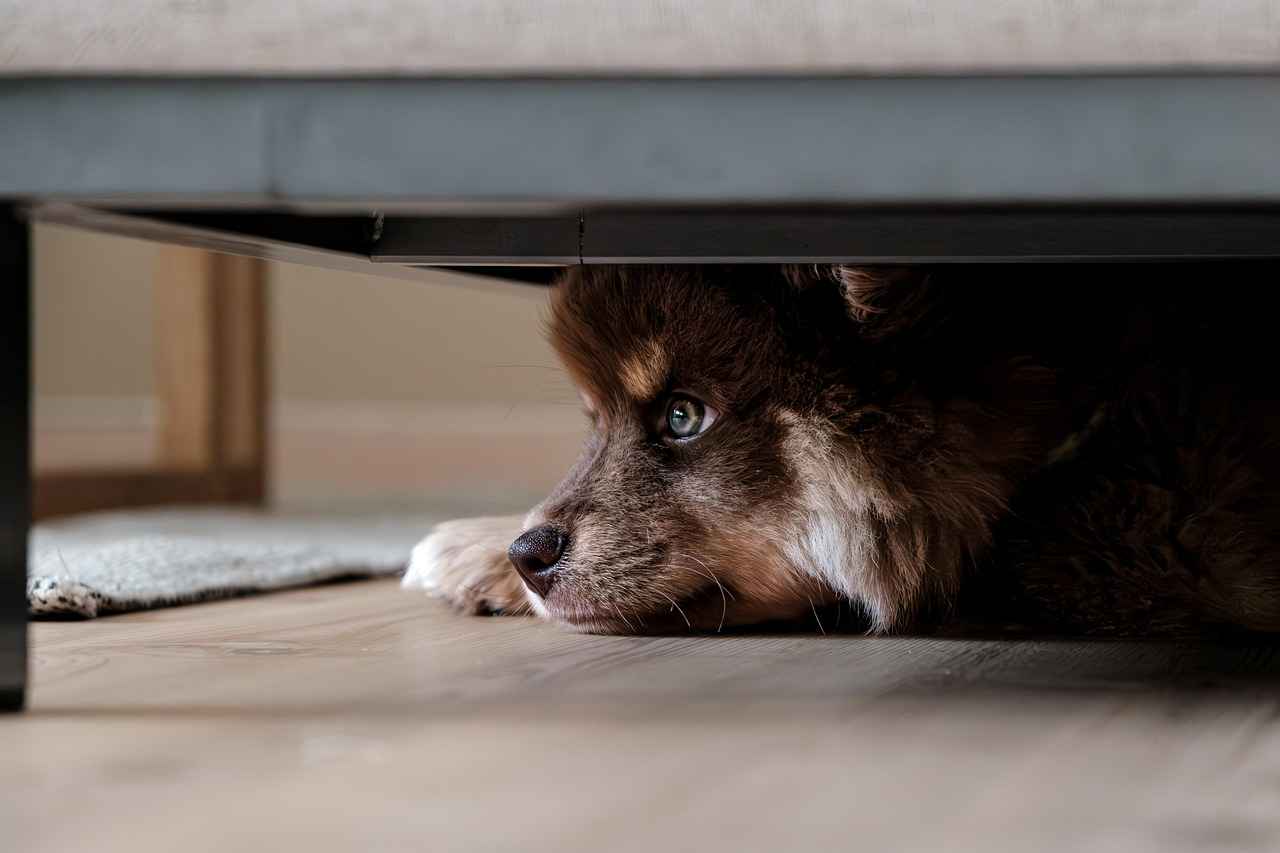 How to Clean and Maintain Serta Dog Beds
