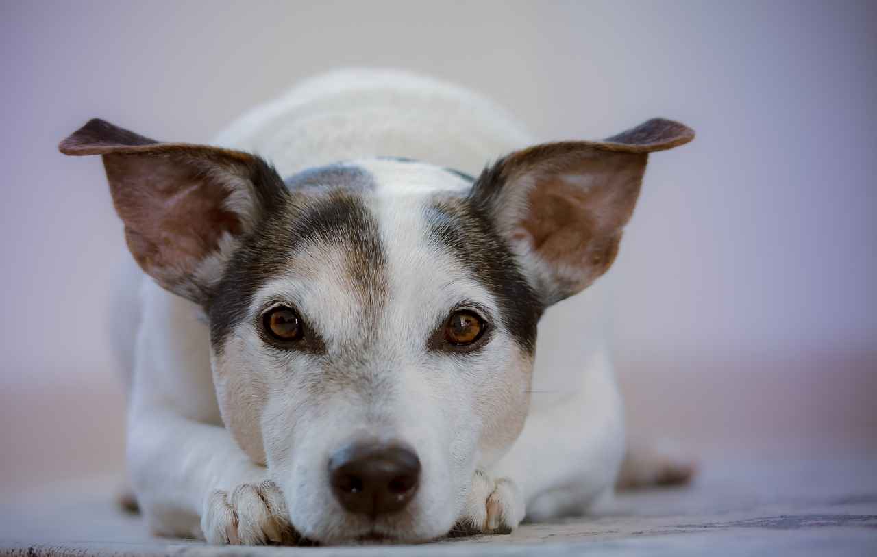 7. Travel Dog Beds