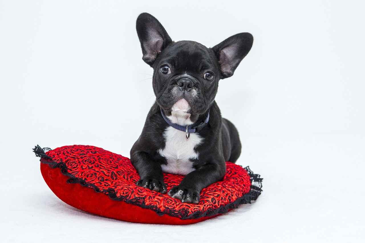 2. Elevated Dog Beds