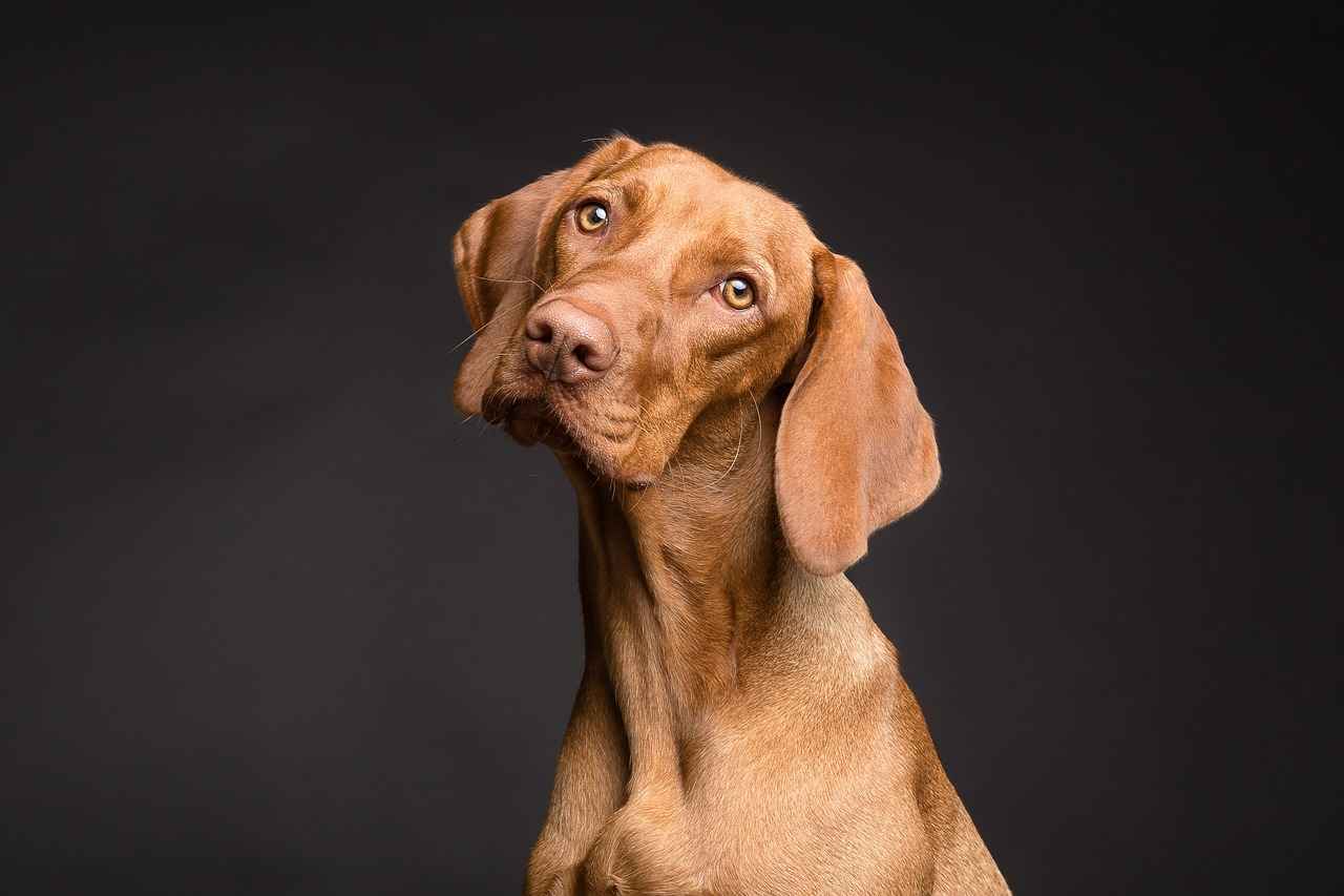 Care and Maintenance of Dog Beds