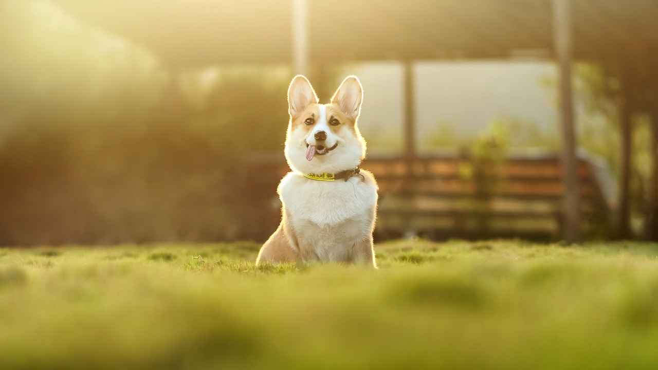 Types of Dog Beds Available