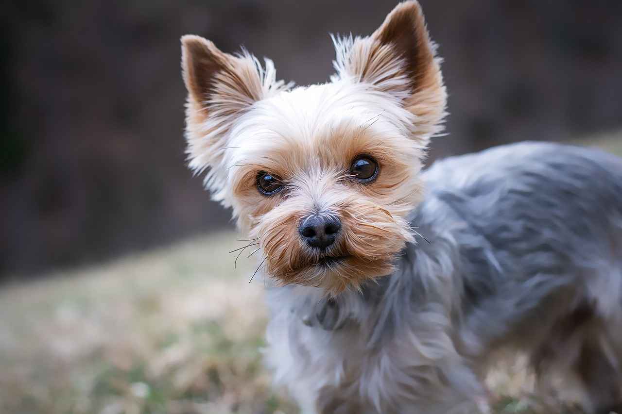 Size Options for Every Dog