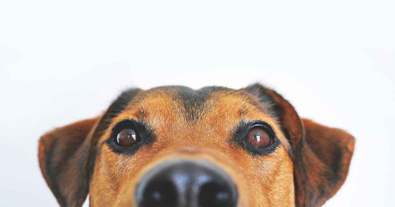 Common Reasons Dogs Pee on Beds