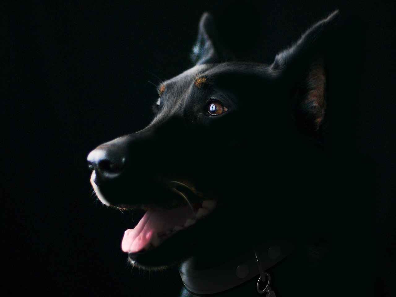 How Elevated Dog Beds Improve Joint Health