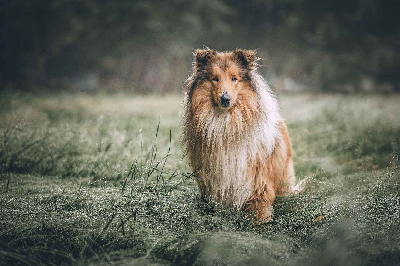 Why Choose an X Large Dog Bed?