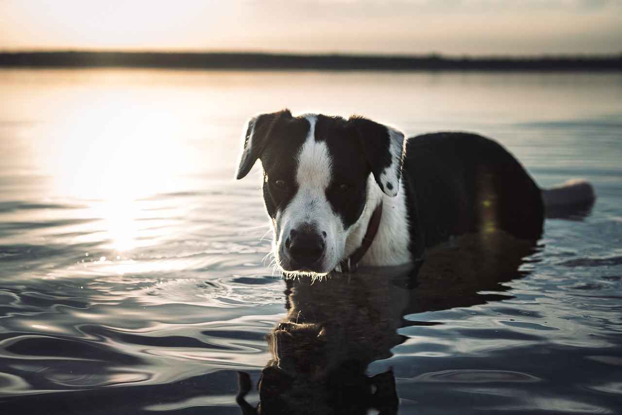 Conclusion: Investing in Your Pet’s Comfort