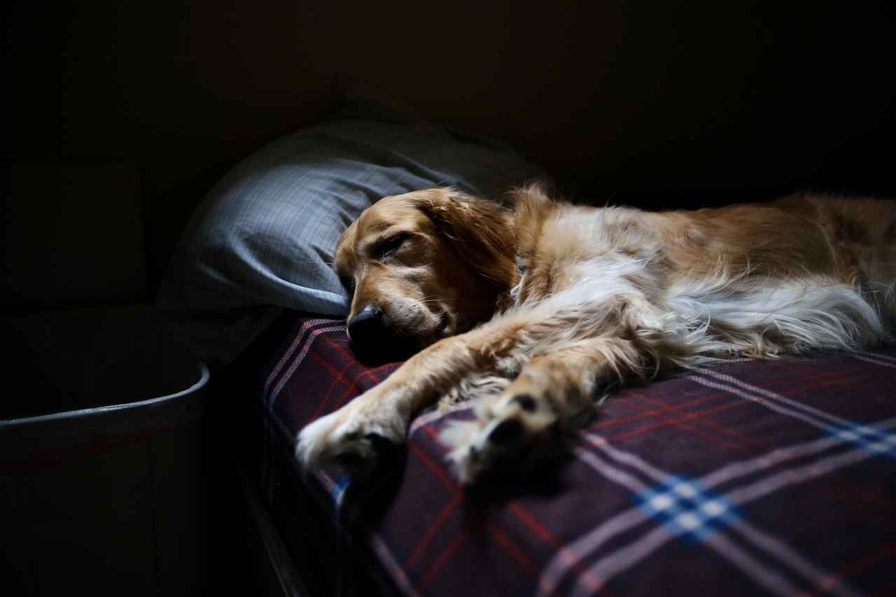 Factors to Consider When Buying a Dog Bed