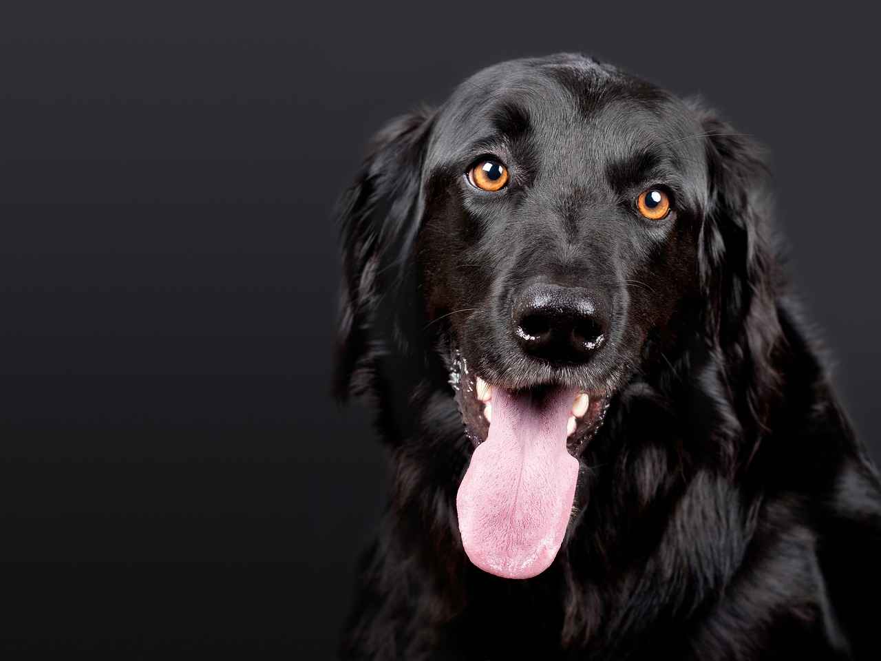 Why a Good Dog Bed Matters