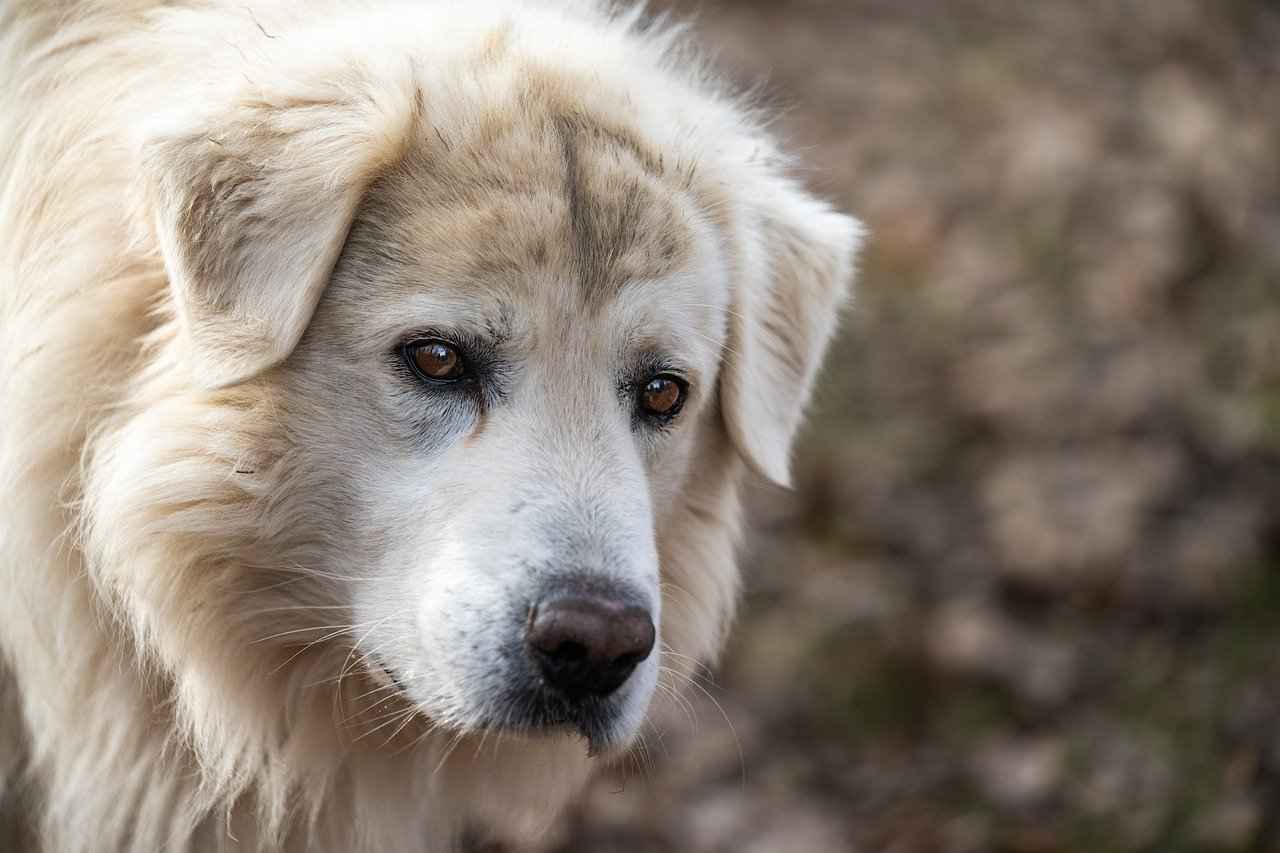 Types of Dog Beds: Which One is Right?