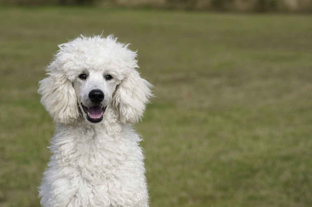 Conclusion: Investing in Comfort for Your Big Dog