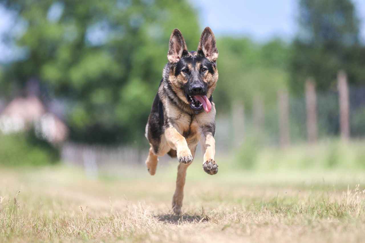 Top Dog Bed Recommendations for Large Breeds