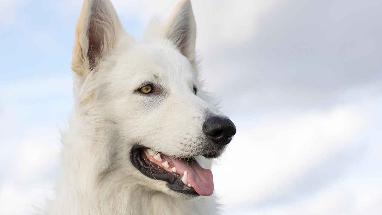 Best Dog Beds for Large Dogs: Comfort for Big Breeds
