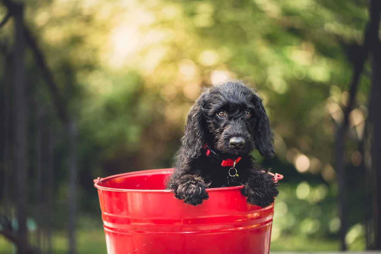 Factors to Consider When Choosing a Dog Bed