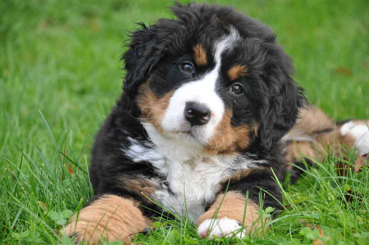 Key Features of Big Barker Dog Beds