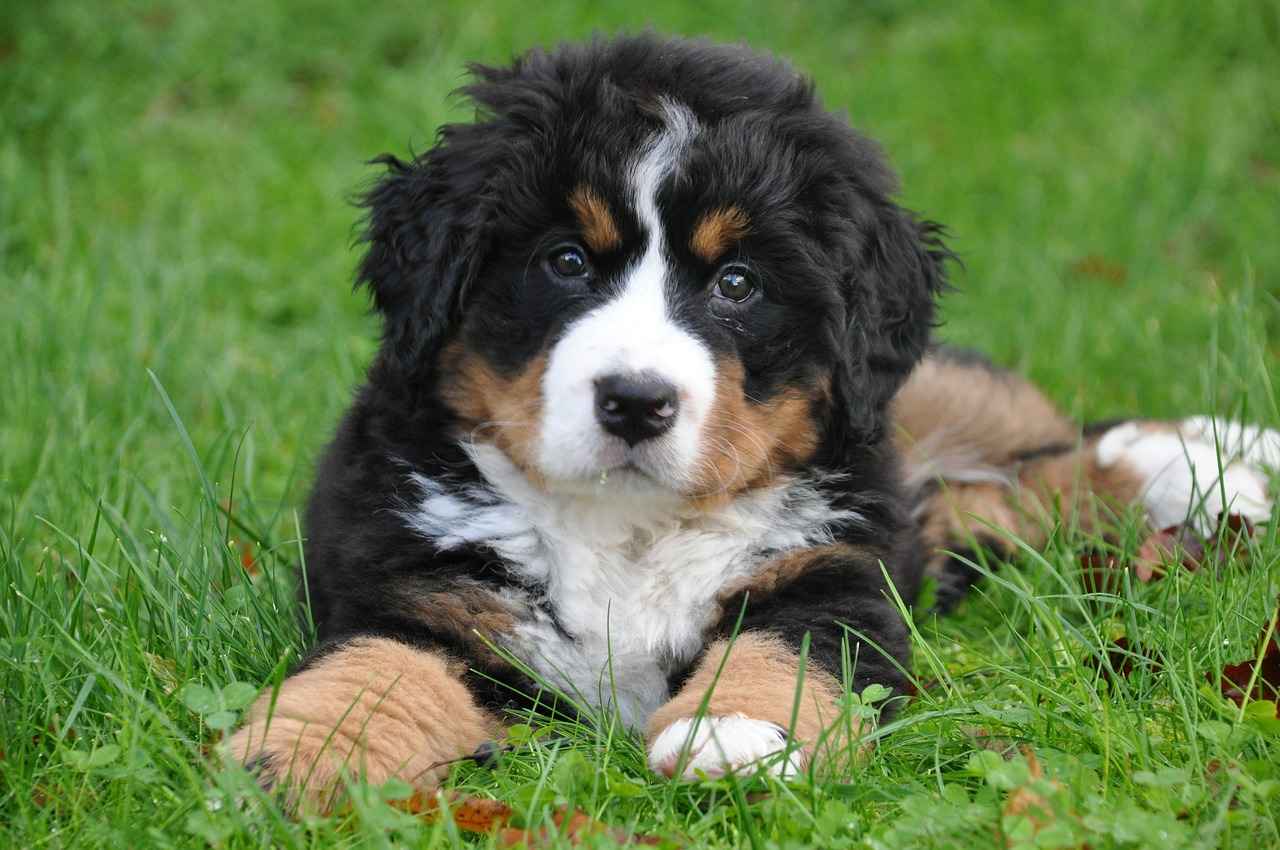 Maintaining Your Big Dog Bed