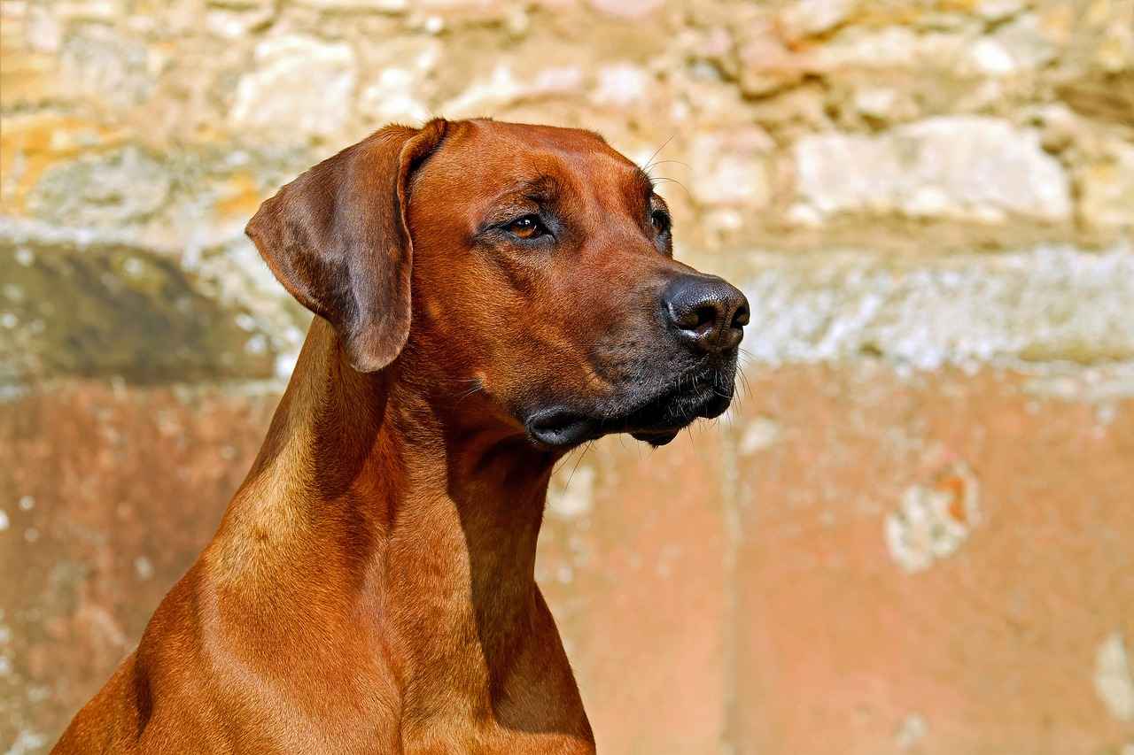 Considerations for Choosing a Dog Bed
