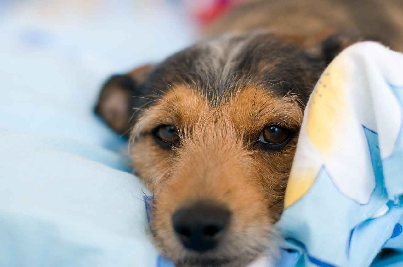 Casper Dog Bed: Comfort and Style for Your Dog