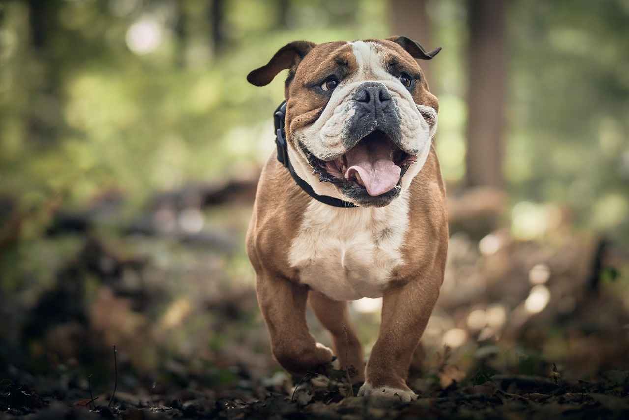 DIY Dog Bed Ideas