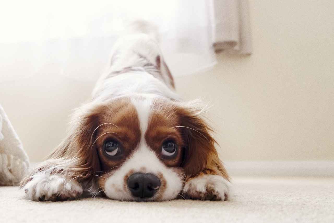 Conclusion: Investing in a Chew Proof Dog Bed