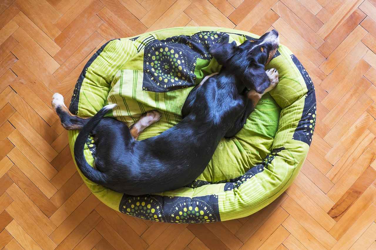 What is a Chew Resistant Dog Bed?