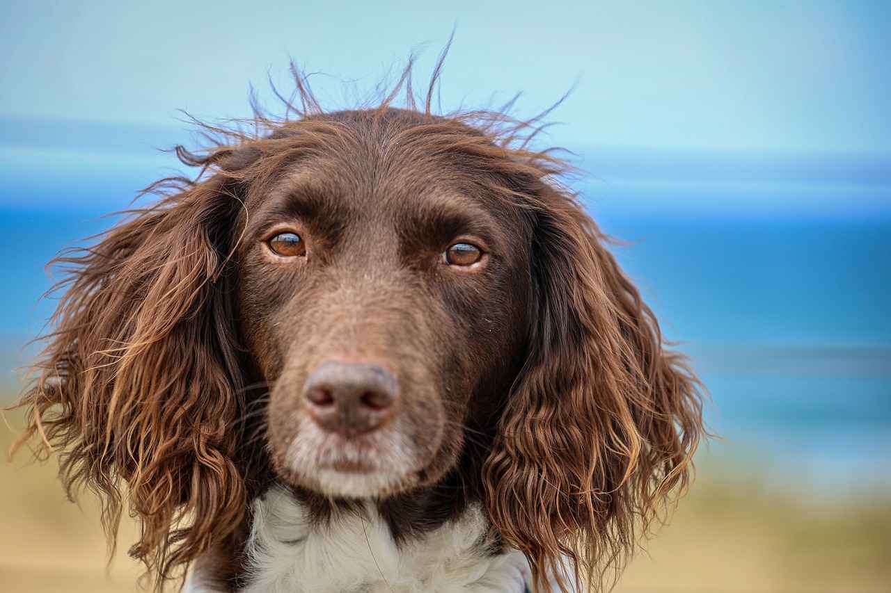 9. Common Issues with Dog Beds