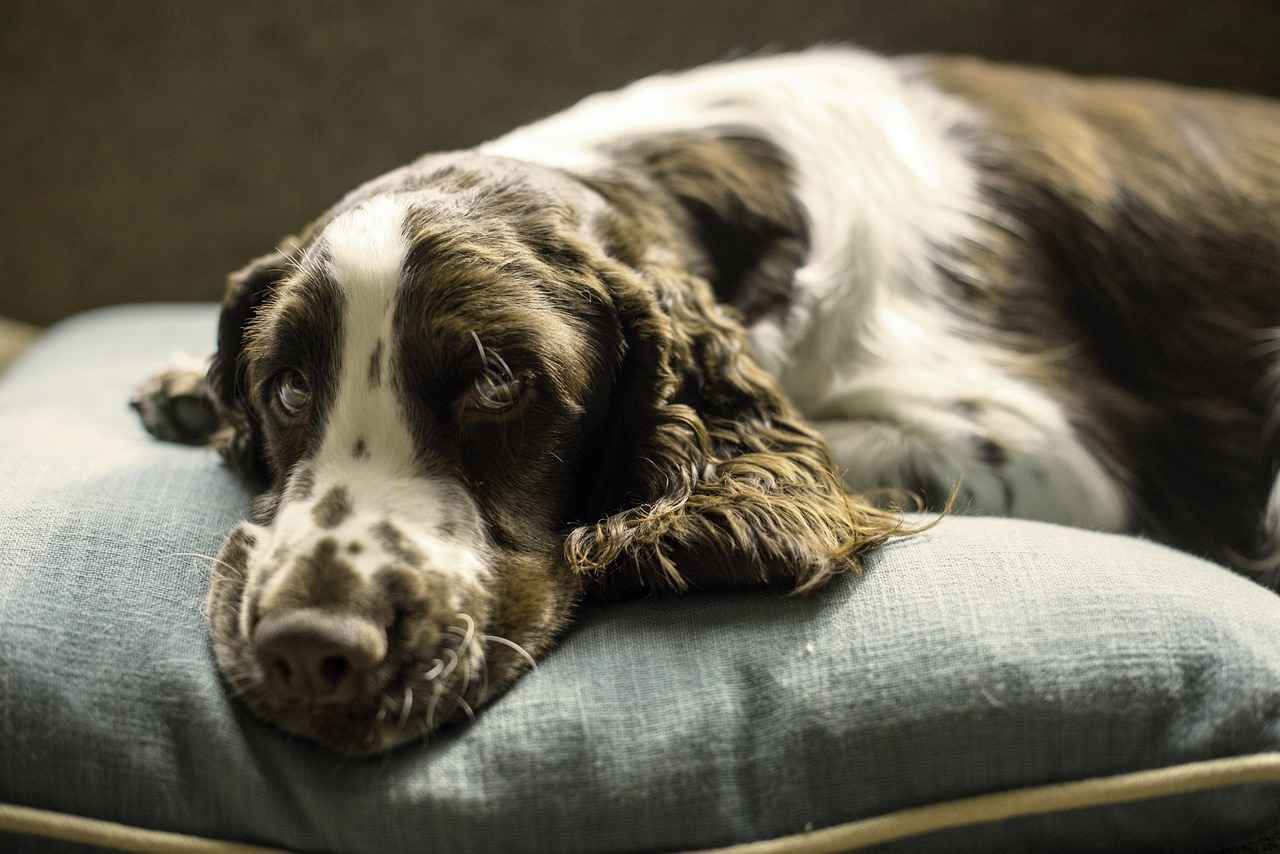 10. Conclusion: Investing in Your Pet's Comfort
