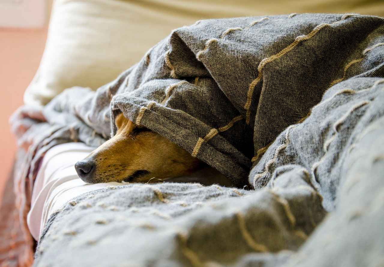 What is a Circular Dog Bed?