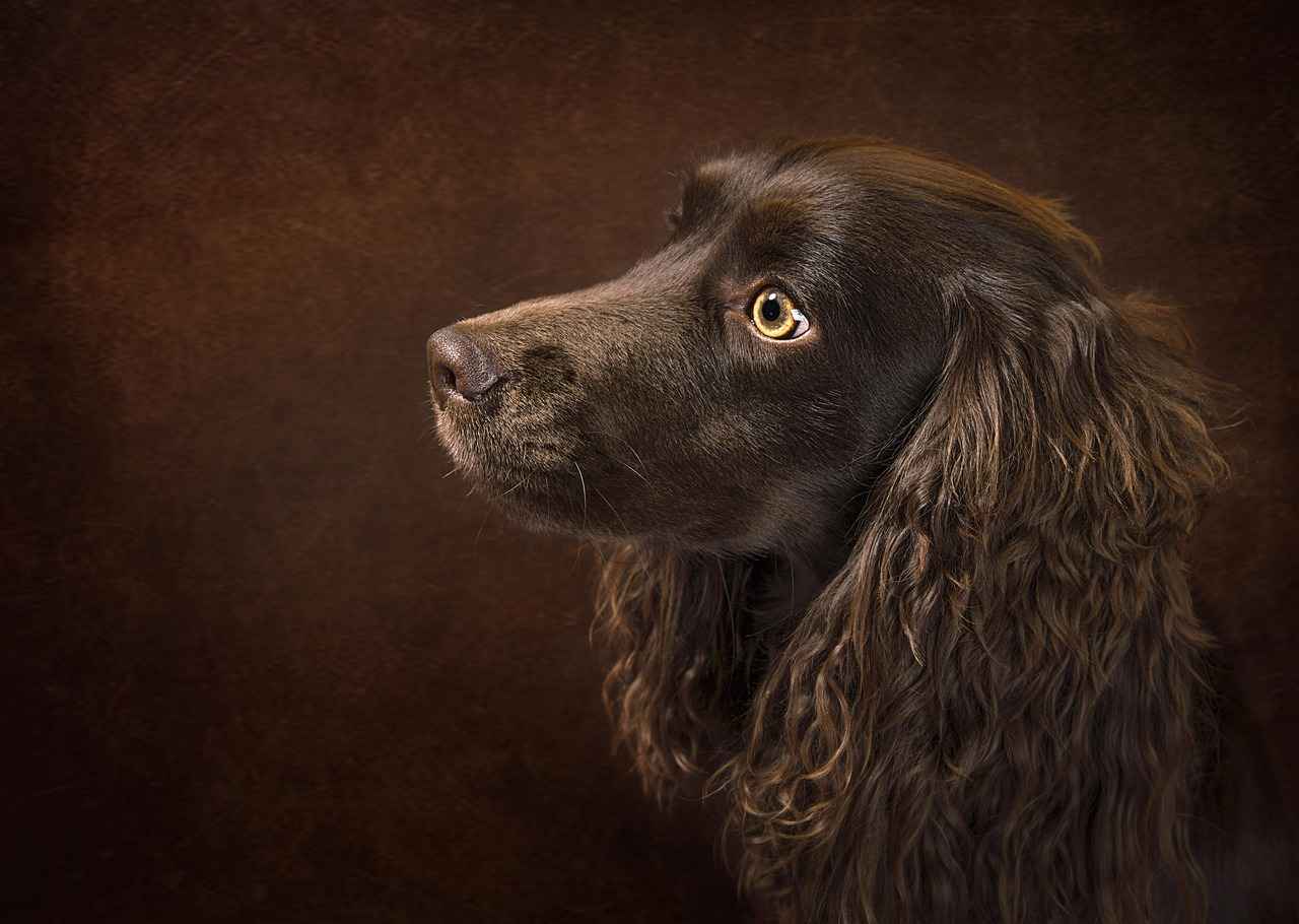 How to Choose the Right Cooling Dog Bed