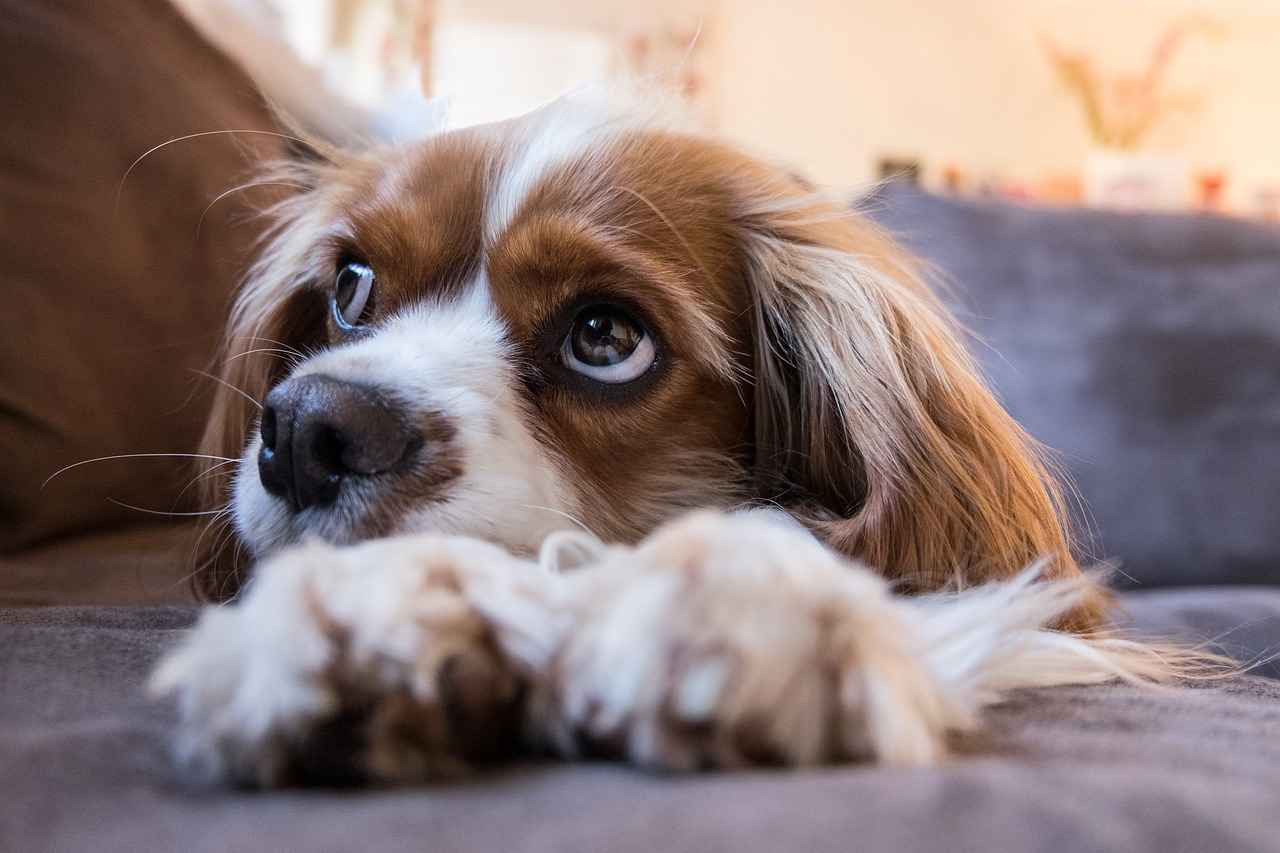 Why Choose Costco Dog Beds?