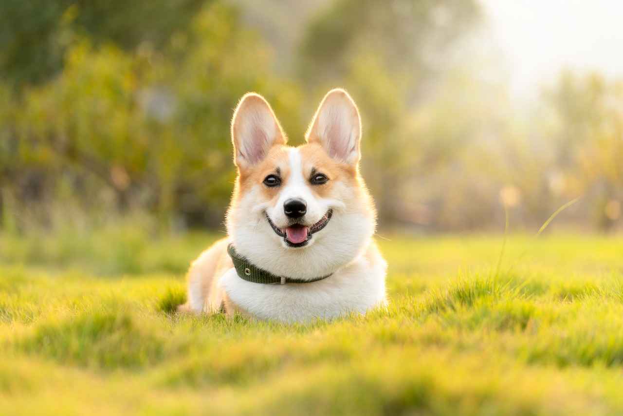 Costco Dog Beds: Affordable Comfort for Your Dog