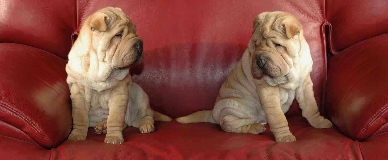 Couch Dog Bed: A Perfect Fit for Your Dog’s Comfort