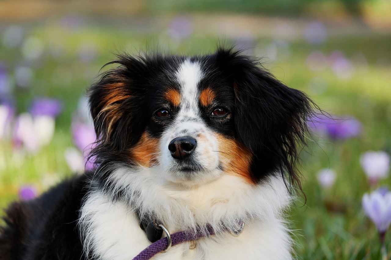 Conclusion: Investing in Your Dog's Comfort
