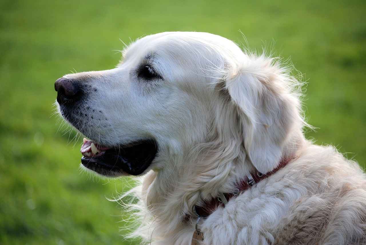 How to Maintain and Clean Dog Beds