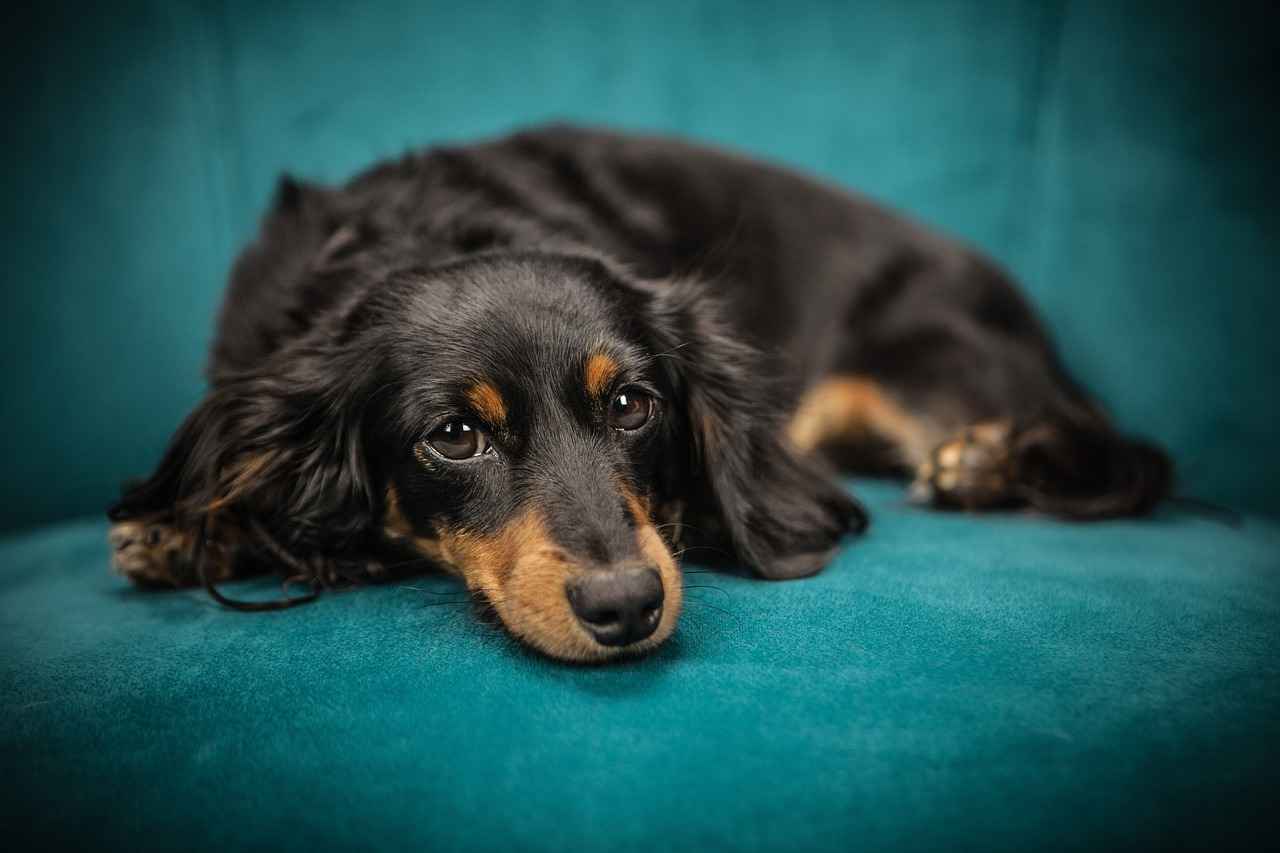 Top Features to Look for in a Dog Bed