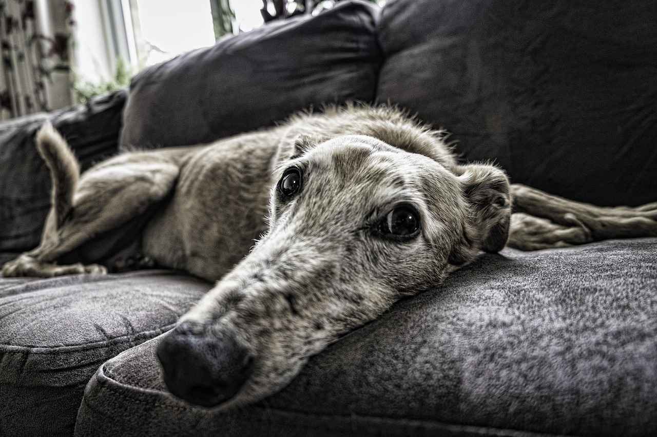 Placement of the Dog Bed on the Couch