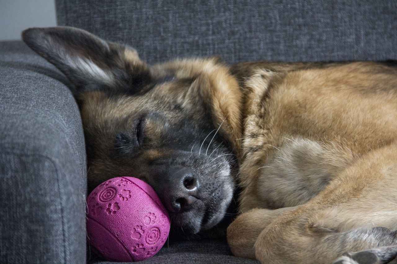 Dog Bed for Humans: Can You Share Your Bed with Your Dog?