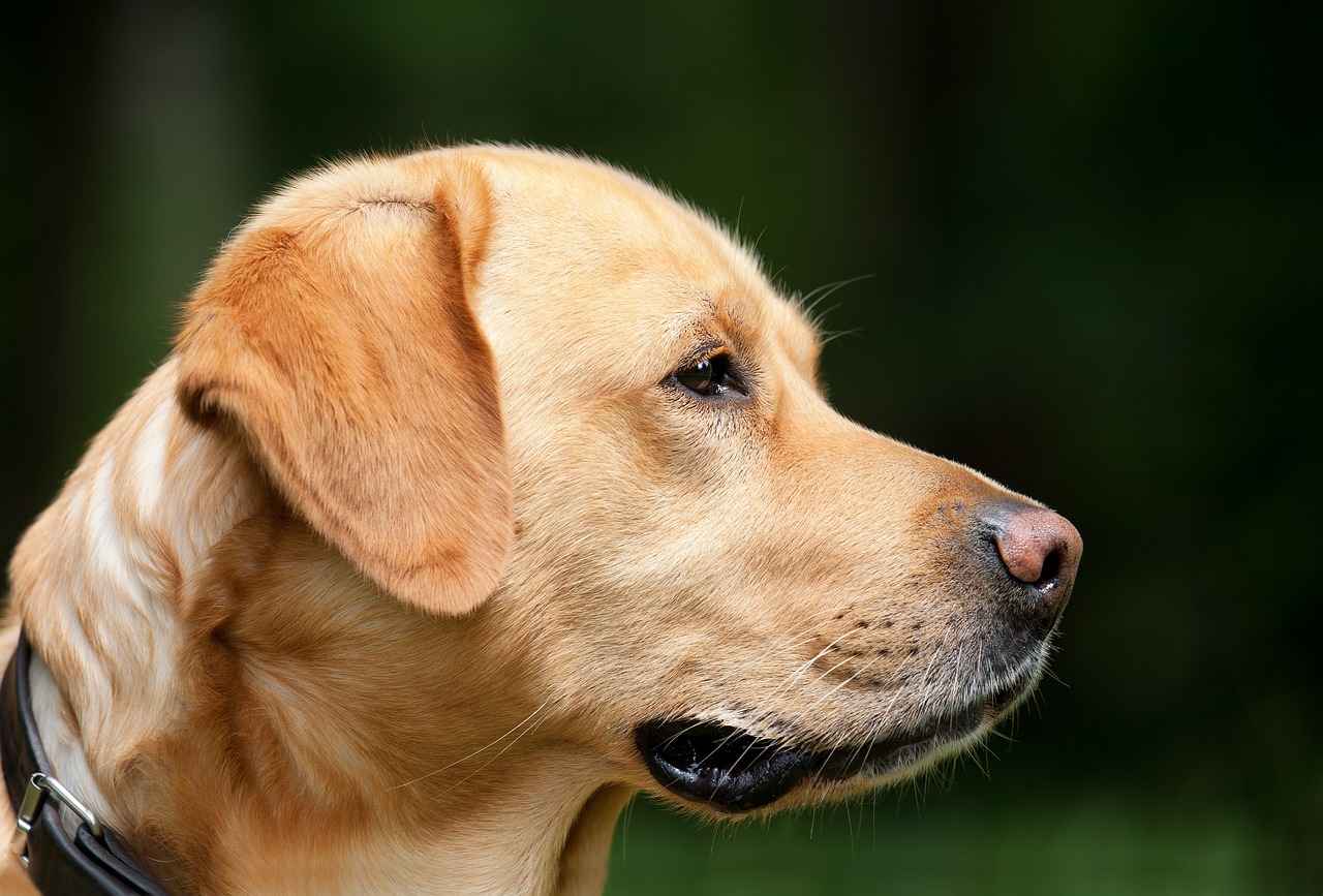 What is a Dog Bed with Canopy?