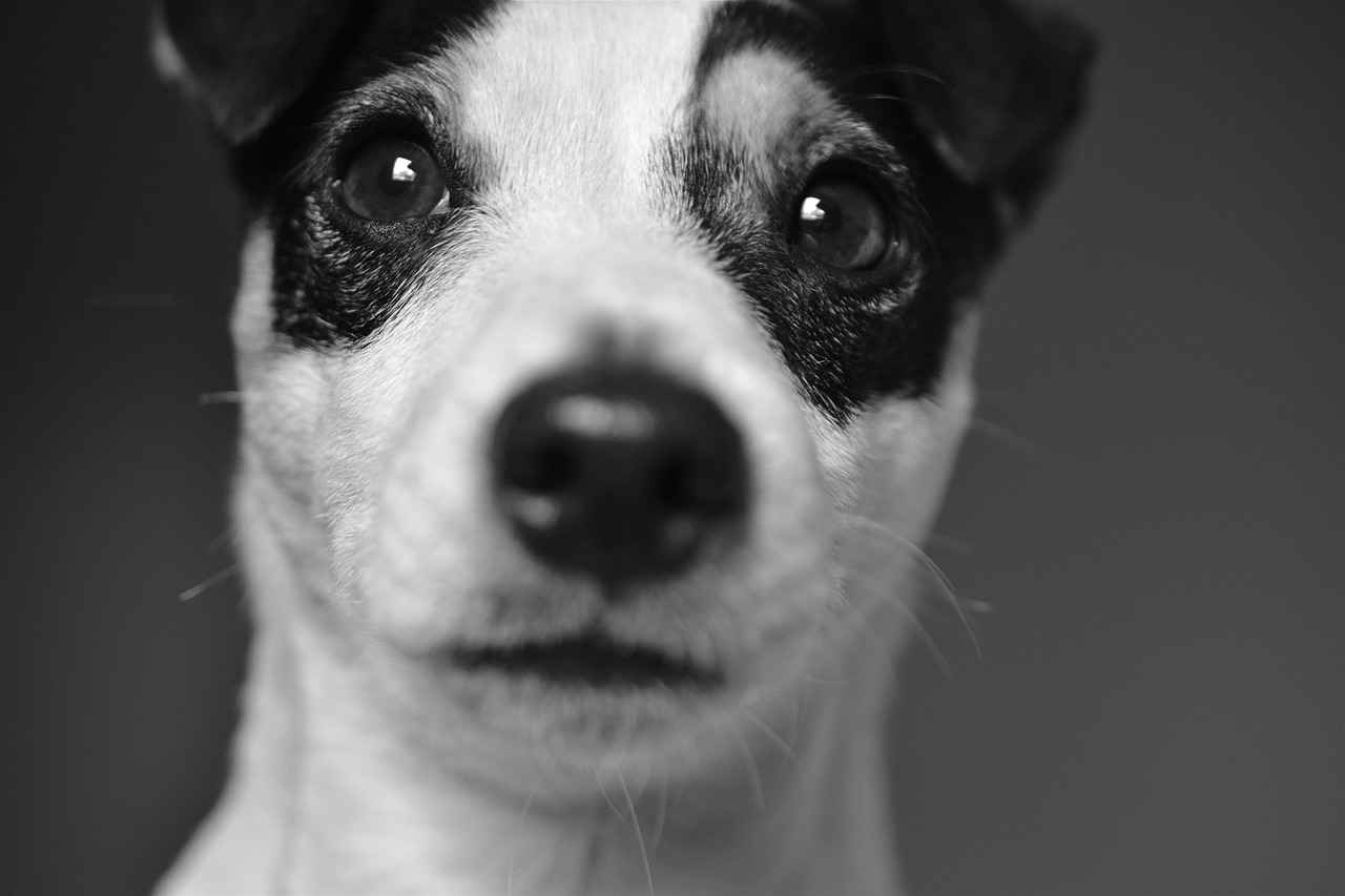Temperature Control in Dog Bedding