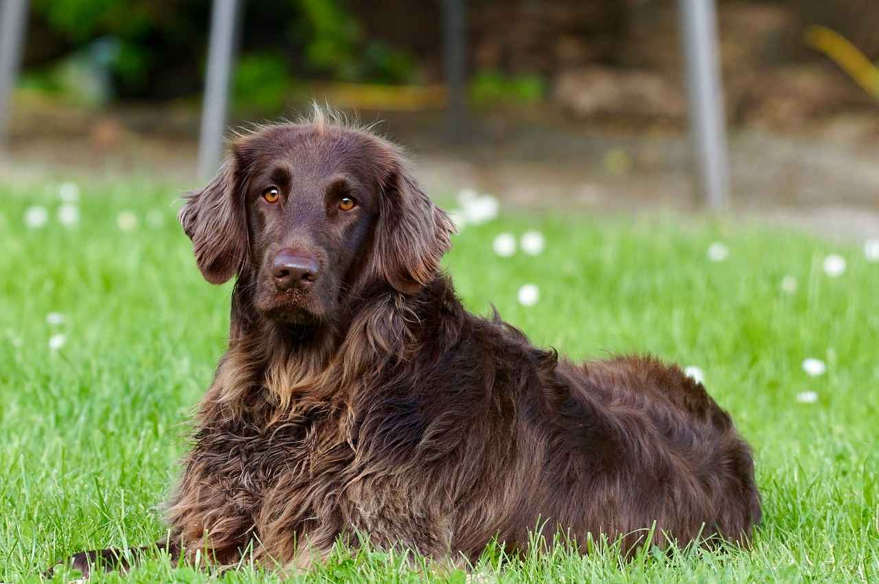 Material Considerations for Dog Bedding