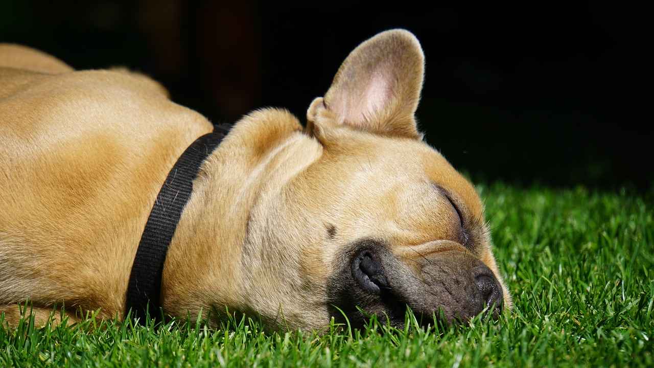 How to Choose the Best Dog Bed