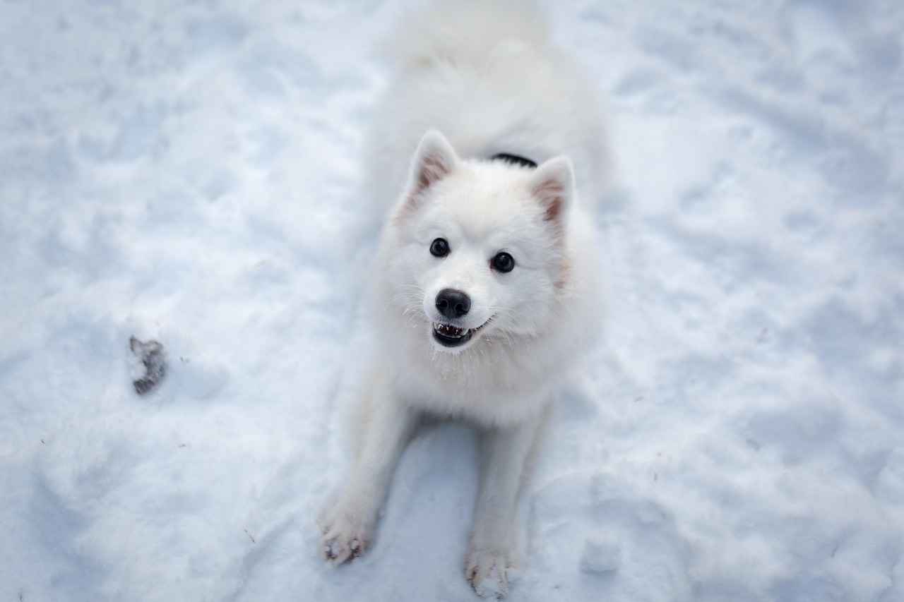 Conclusion: Investing in Your Dog’s Comfort