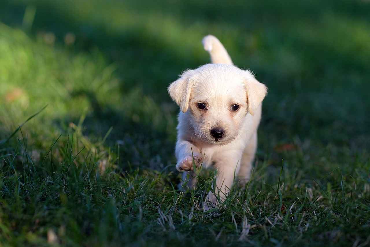Dog Beds for Small Dogs: Perfect Size for Comfort