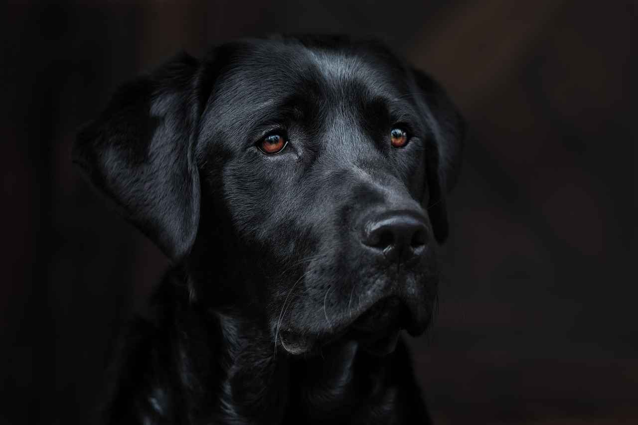 Tips for Choosing the Right Dog Bed