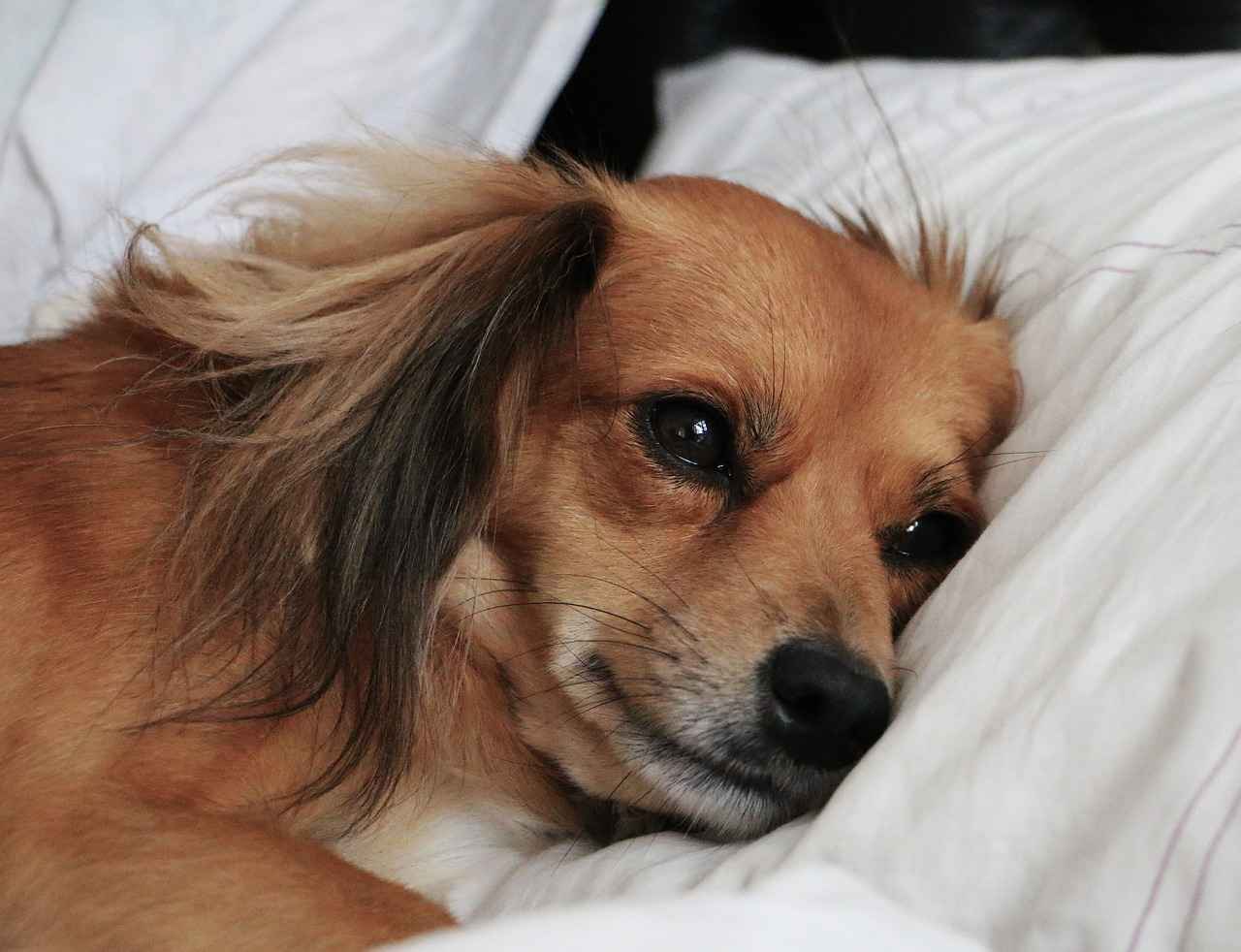 Benefits of Using a Dog Cage Bed