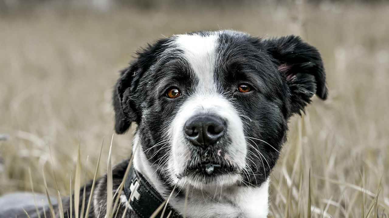 Types of Dog Ramps Available
